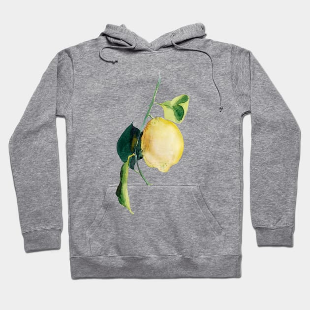 Branch of lemons with leaves Hoodie by Olga Berlet